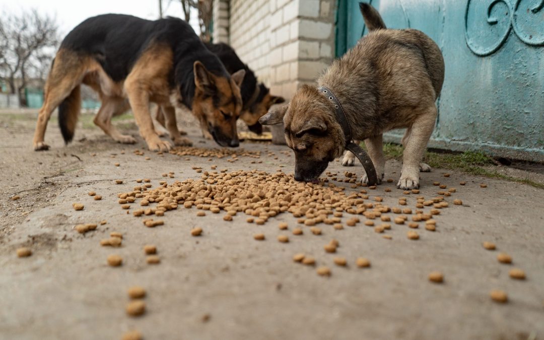 Am început programul nostru de sterilizare în Ucraina. Obiectivul: 1.000 de animale în șase luni