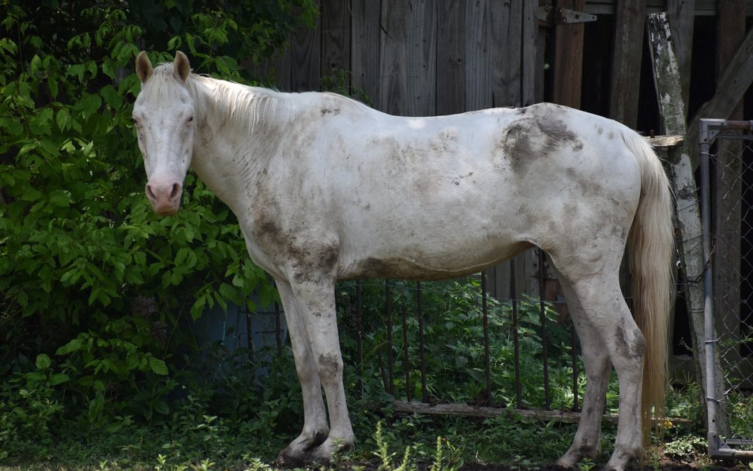 violența împotriva animalelor