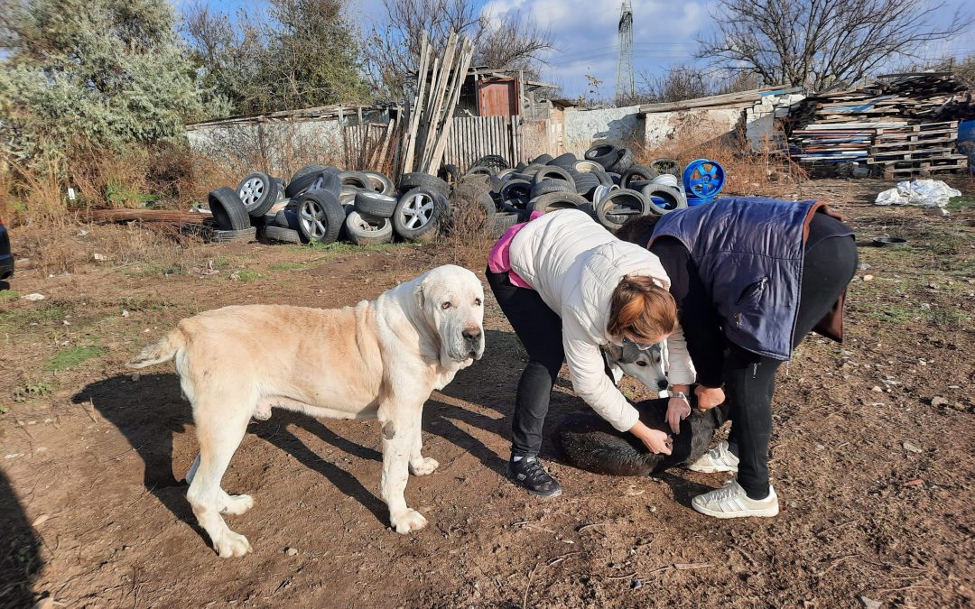 Focar de Jigodie în Cernavodă. Ce facem pentru a opri răspândirea acestei boli