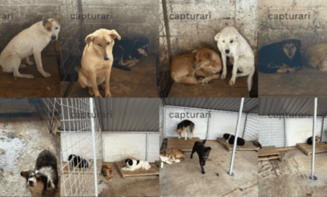Investigația Snoop: Prevenția bate capturarea în criza câinilor fără stăpân din Cernavodă