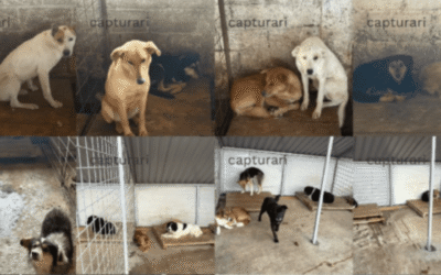 Investigația Snoop: Prevenția bate capturarea în criza câinilor fără stăpân din Cernavodă